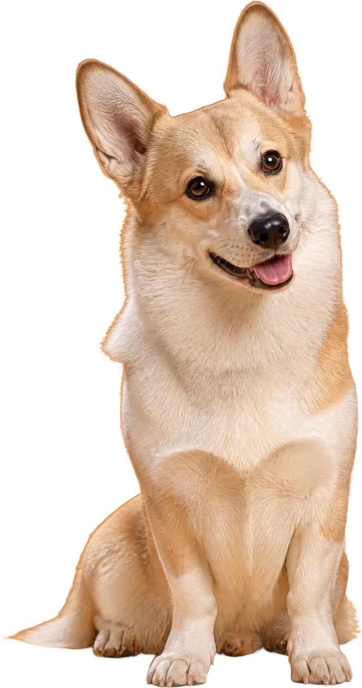 Biscuit le corgi, oreilles dressées
