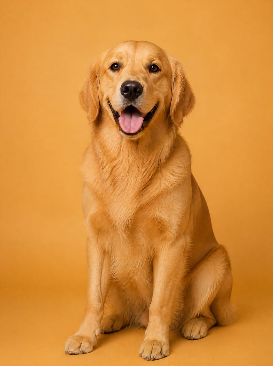 Biscuit